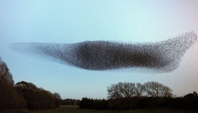 Media Name: murmuration.jpg