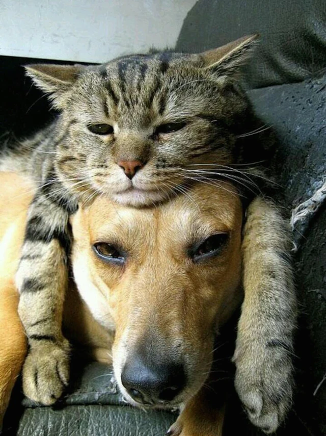 Media Name: when-you-are-wearing-your-cat-hat.jpg