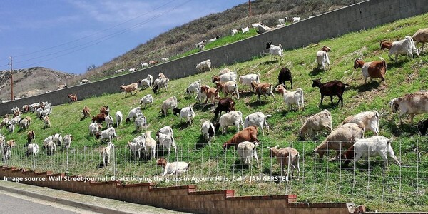 Media Name: wsj-goats-3.jpg